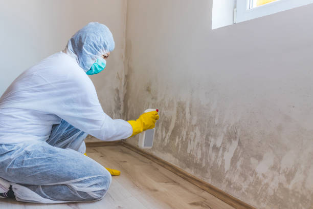 Licensed Mold Remediation service in Hempstead, NY - WQB Mold Removal
